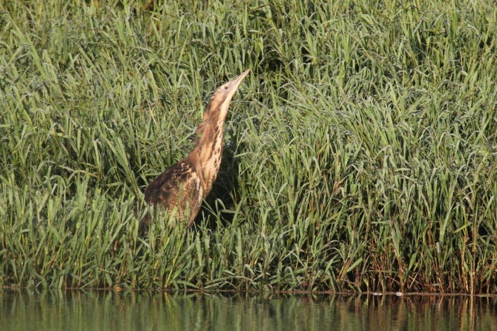 The bittern