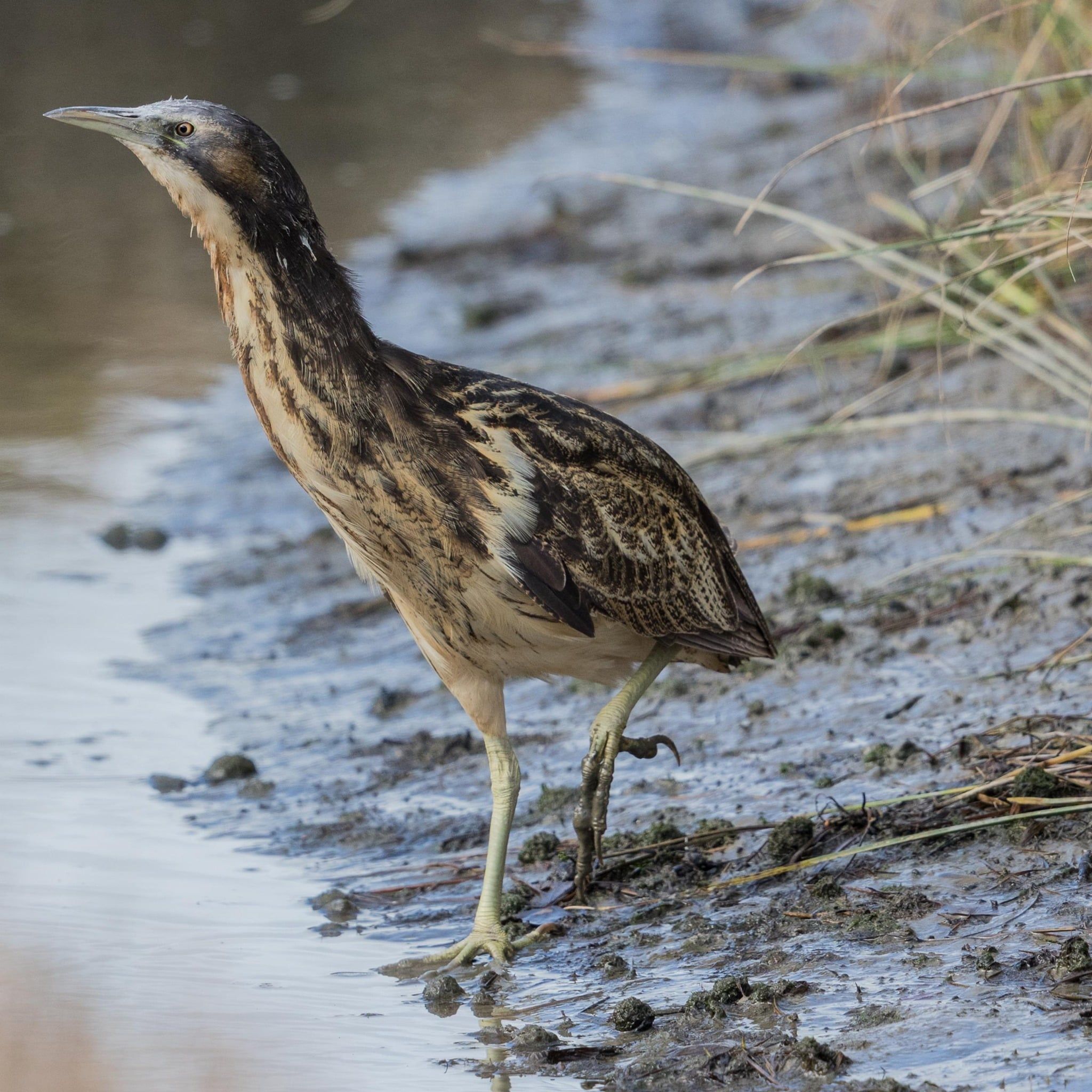 australasian bittern