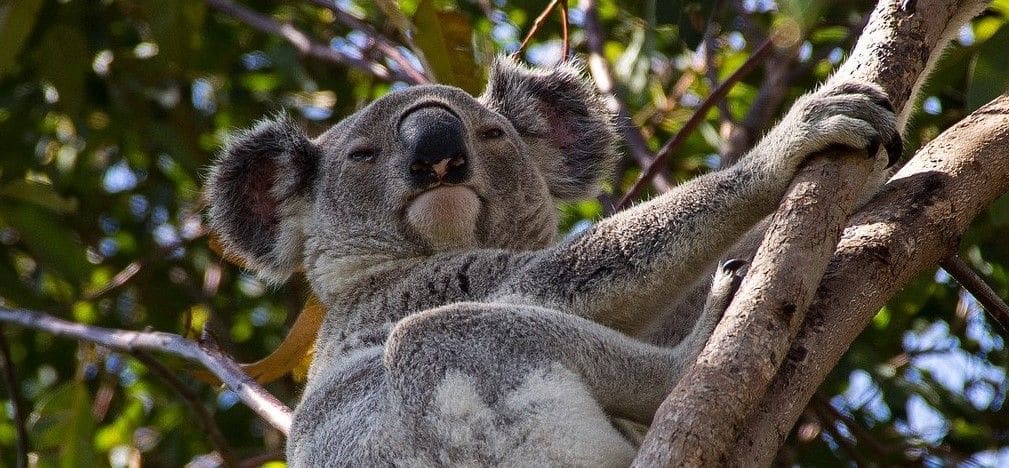 Koala