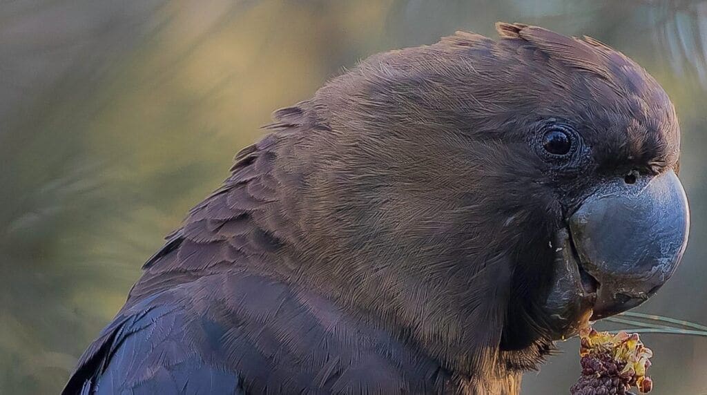 glossy black cockatoo