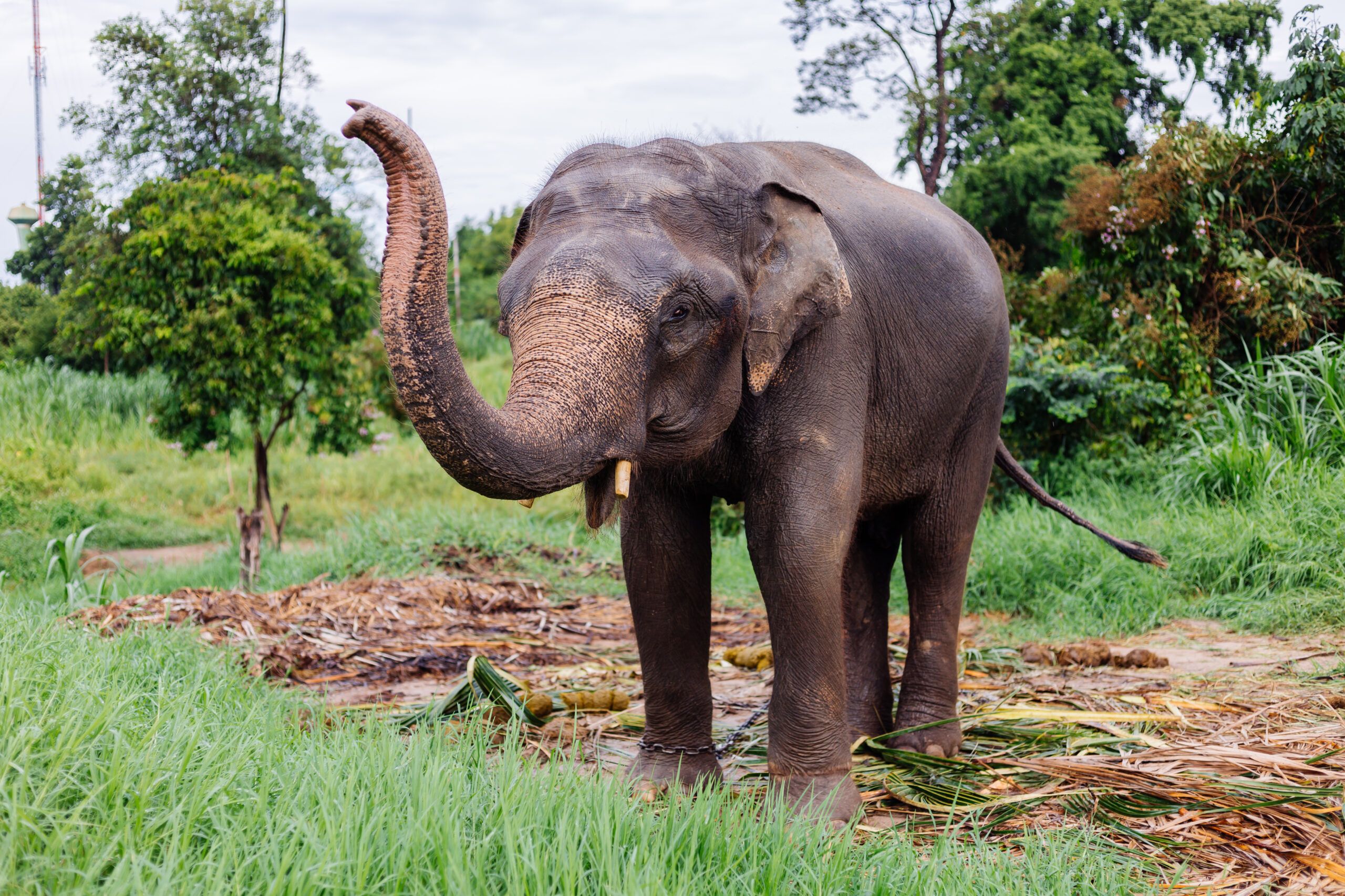 Asian elephant