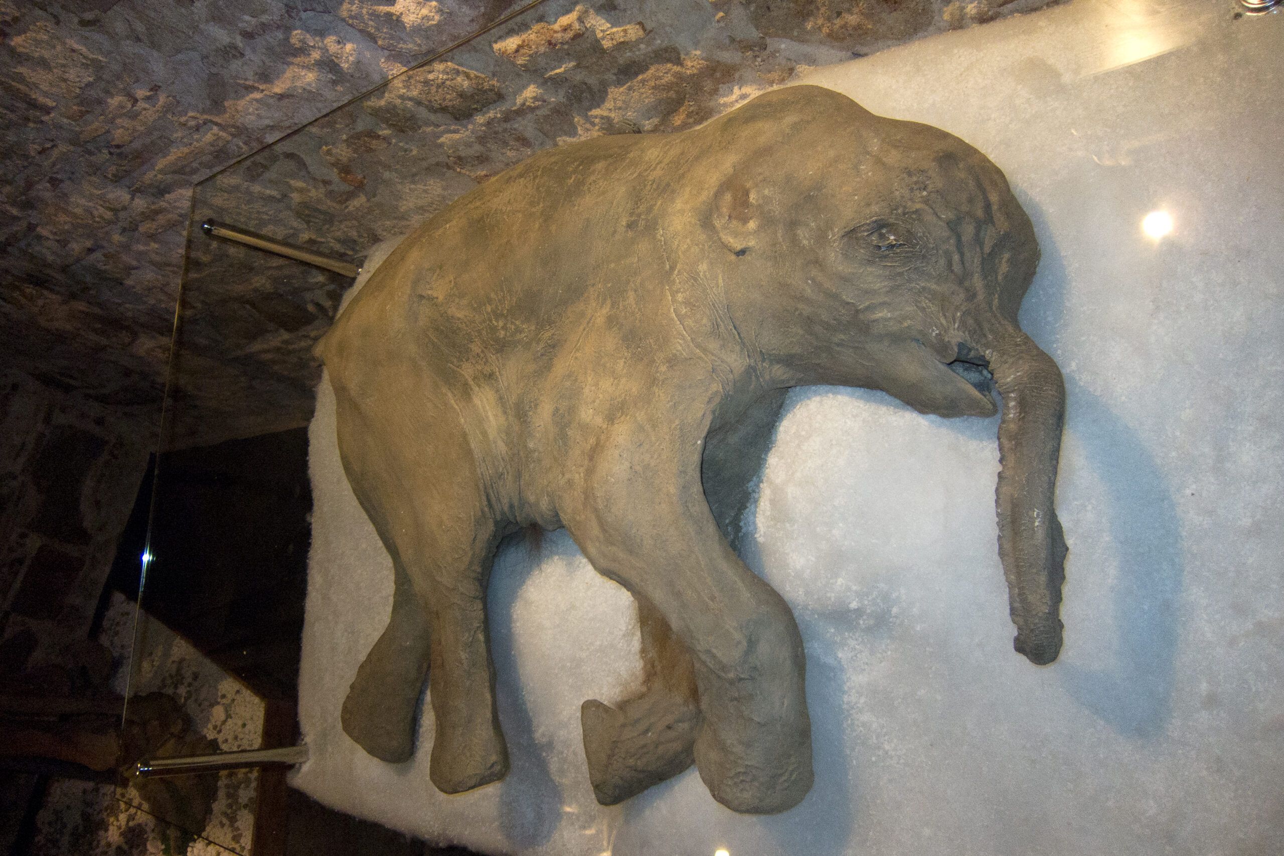 Scientists plan to create ‘Arctic Elephant’ using woolly mammoth DNA ...