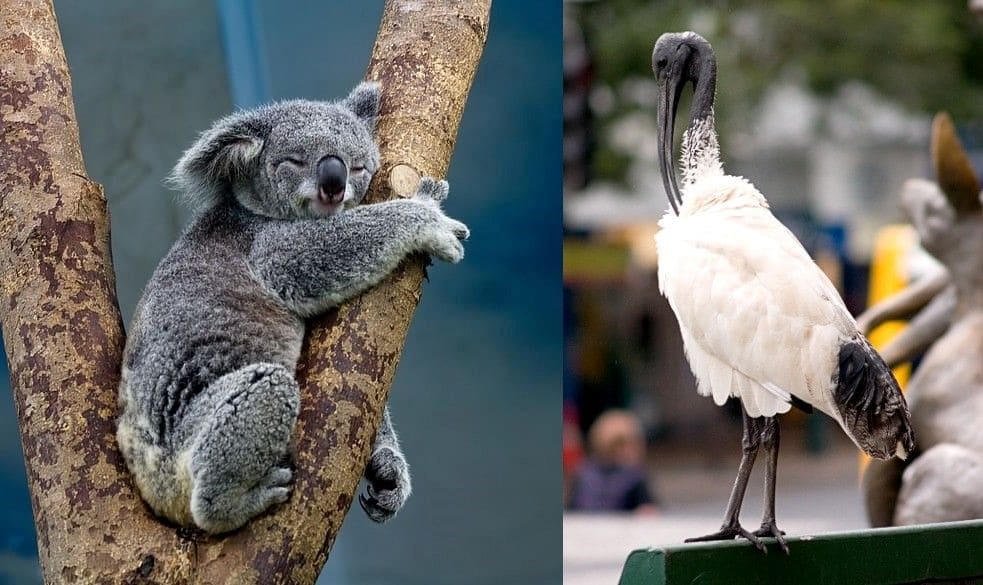Ibis and Koala