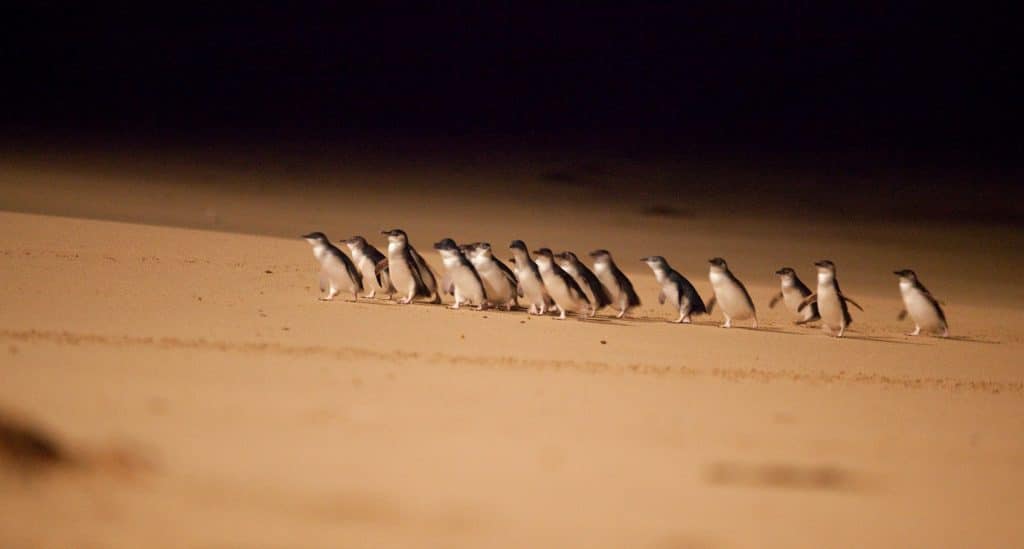 Penguin Parade