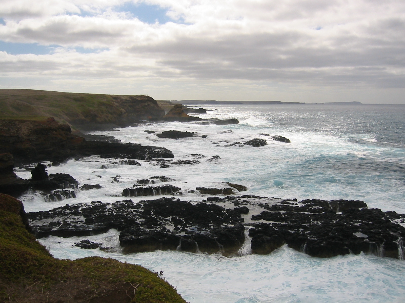 The penguins on Victoria’s Phillip Island have crossed the beach at Penguin Parade in record numbers, and we haven’t even reached their normal breeding period yet.