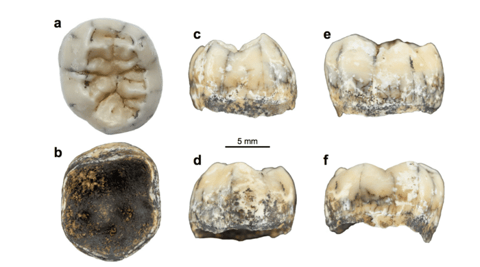 Views of the TNH2-1 specimen, Natura Communications via Flinders University