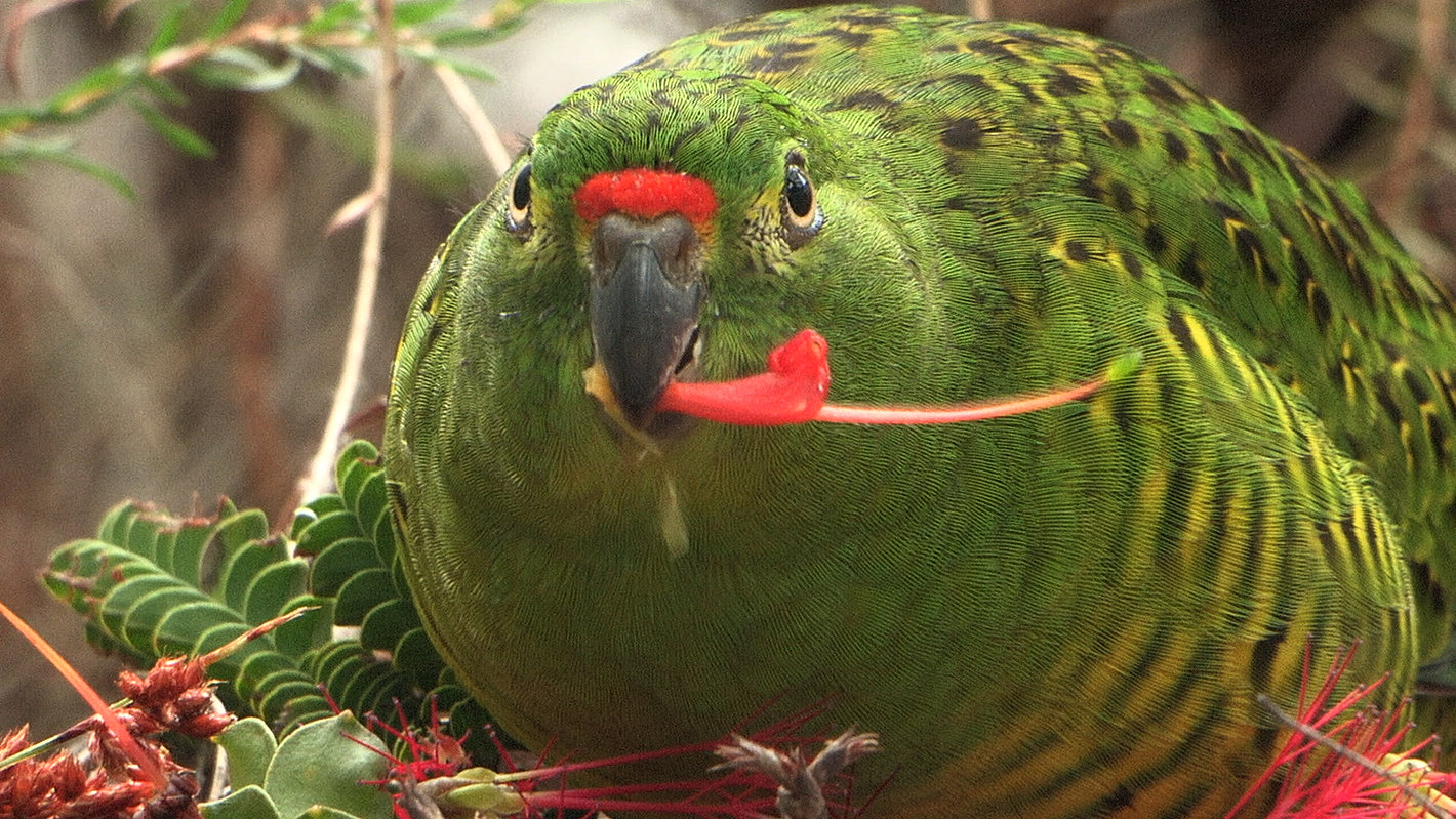 Western ground parrot solid unit