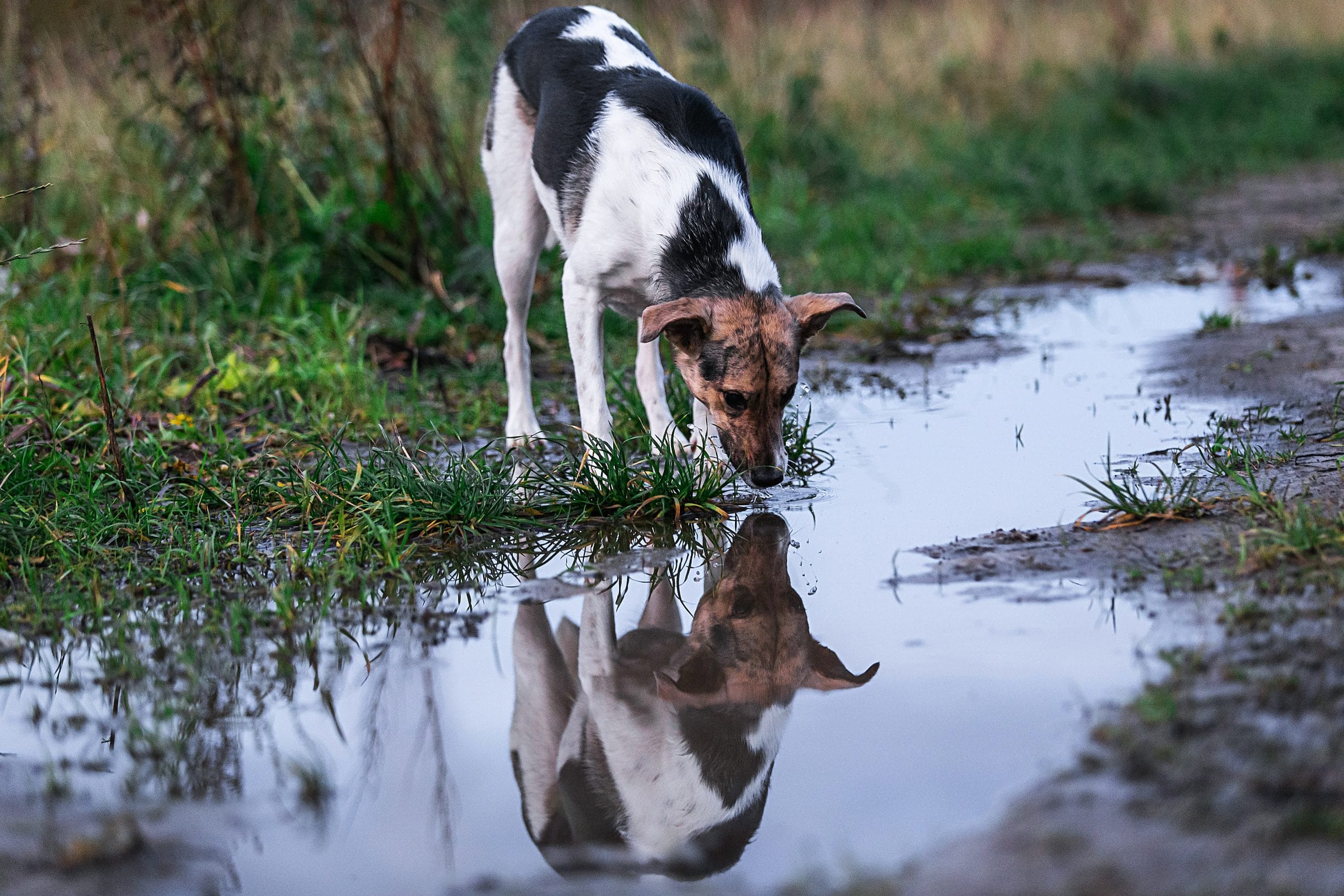 Calm mongrel dog drinking from puddle in the evening