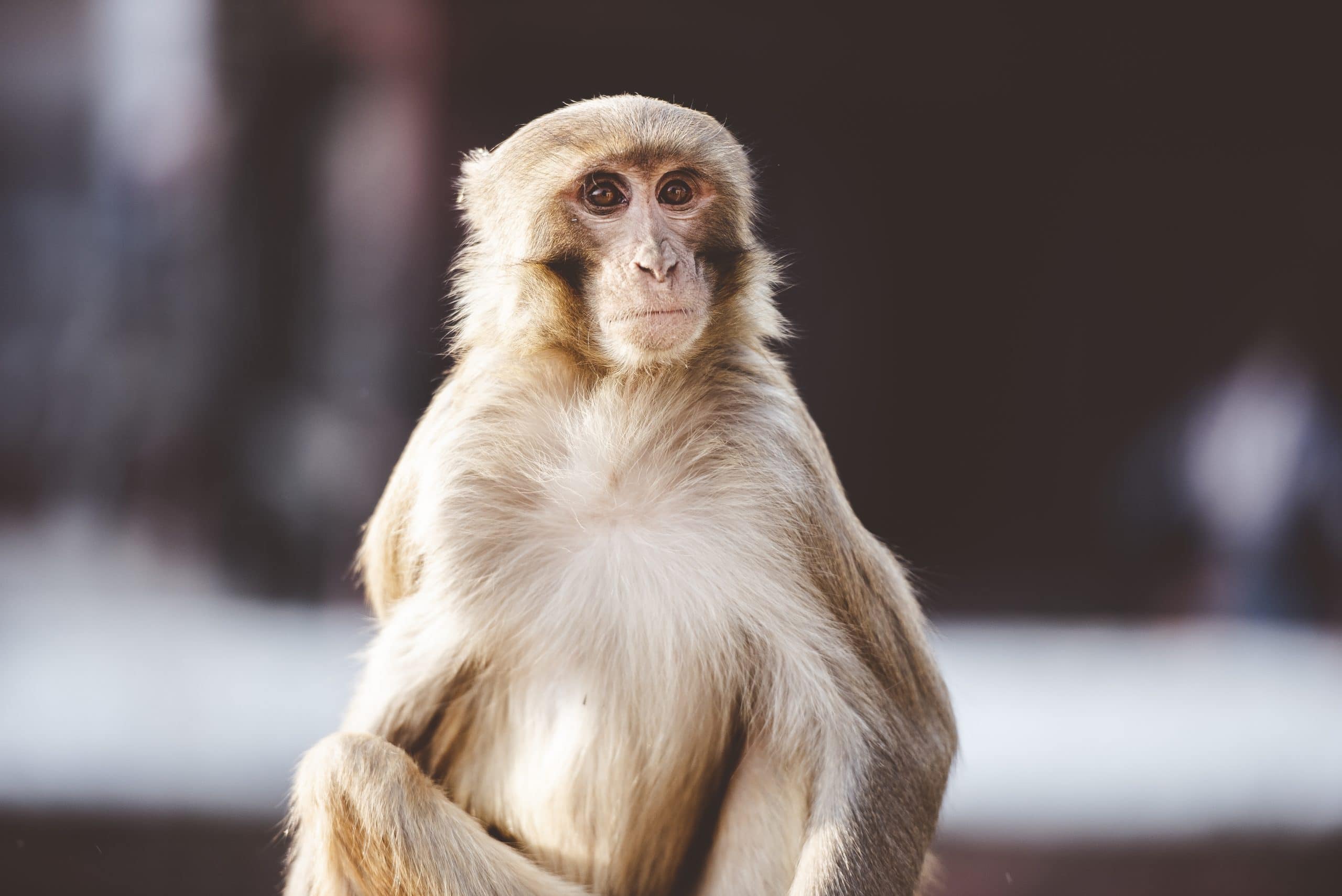 Closeup shot of a monkey sitting and looking at the camera with a blurred background