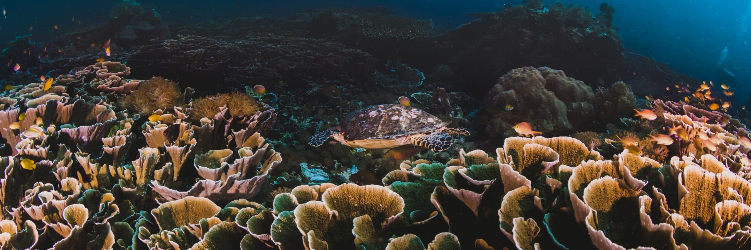 corals and sponges around a thriving tropical coral reef