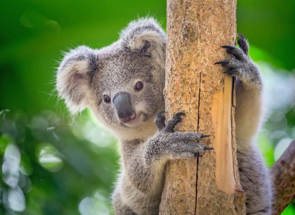 Koala
