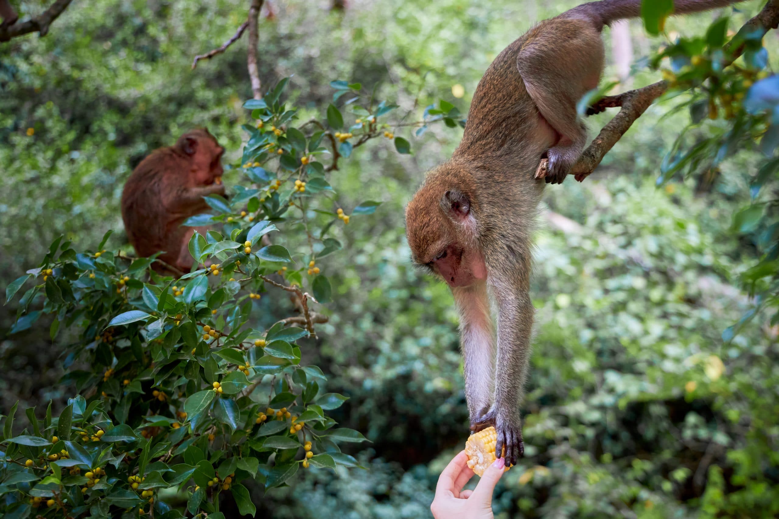 Monkey grabs by two hands corncob from human hands