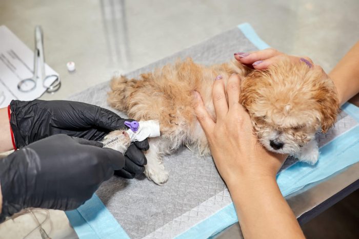 Veterinarian administers medication to a Maltipoo puppy through a catheter in his paw. Close-up, selective focus