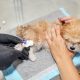 Veterinarian administers medication to a Maltipoo puppy through a catheter in his paw. Close-up, selective focus
