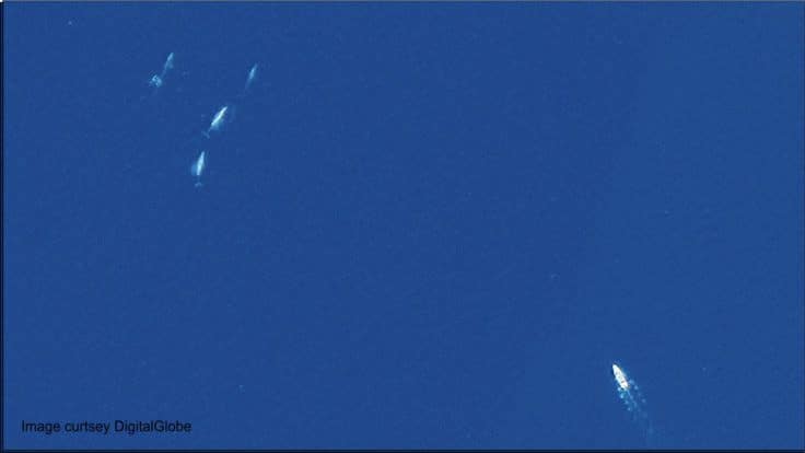 Satellite images of whales