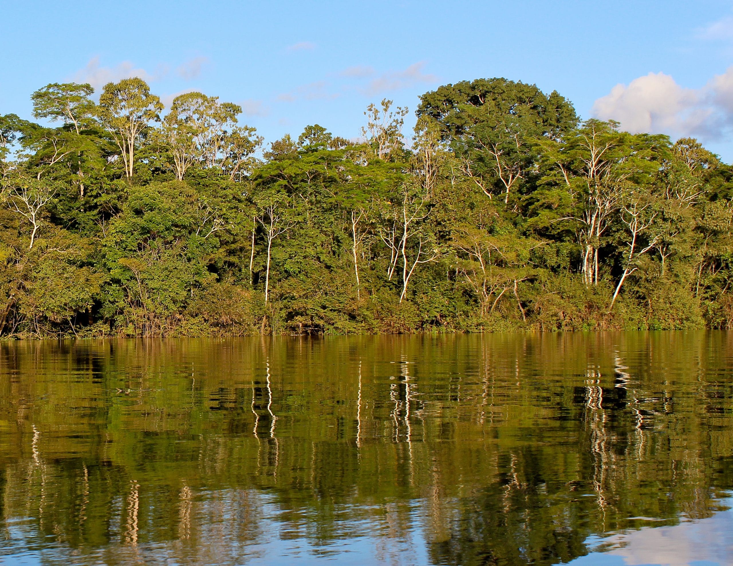 Brazil Amazon