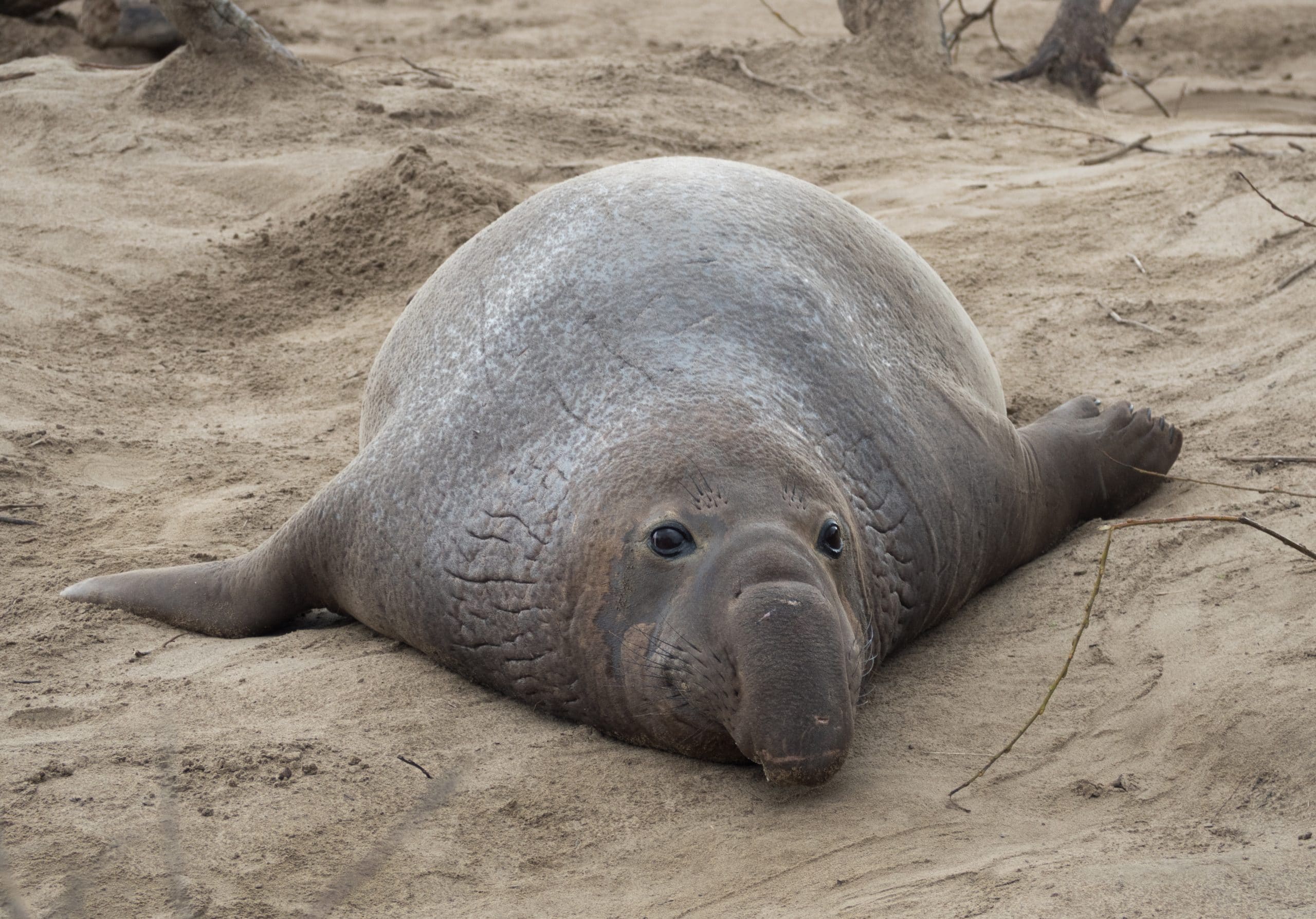 Elephant seal