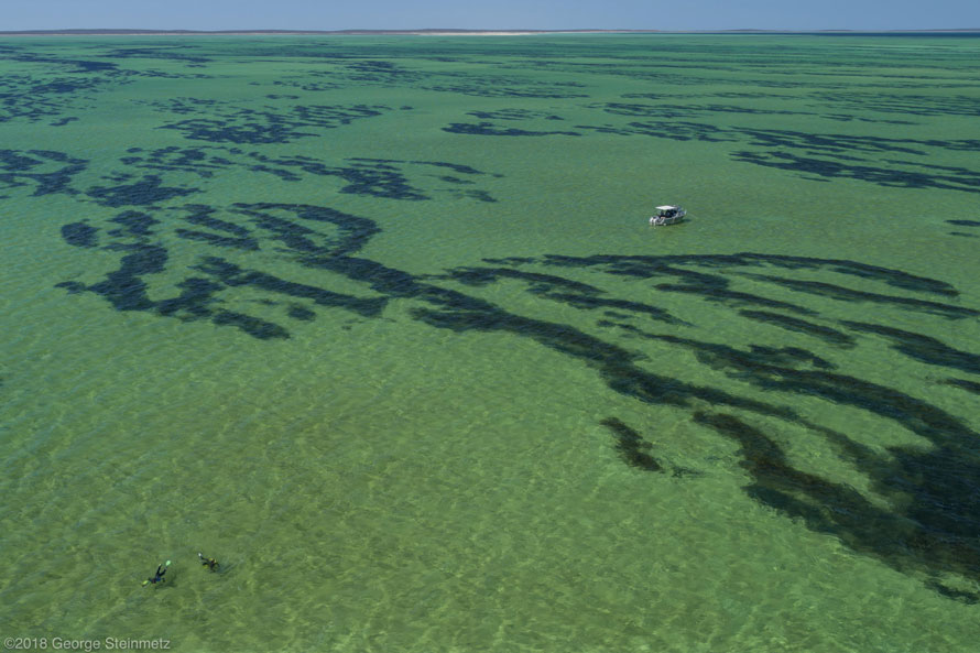 Shark Bay or Seagrass Bay? Iconic WA location home to world’s largest ...