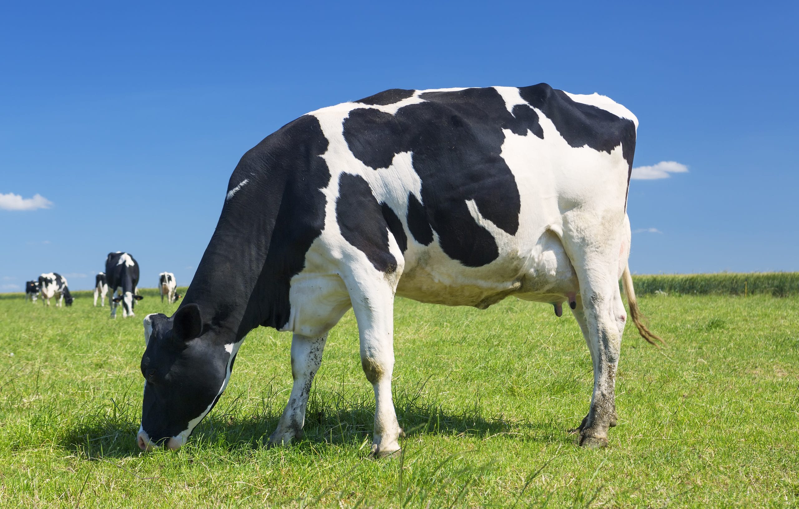 Cow grazing grass