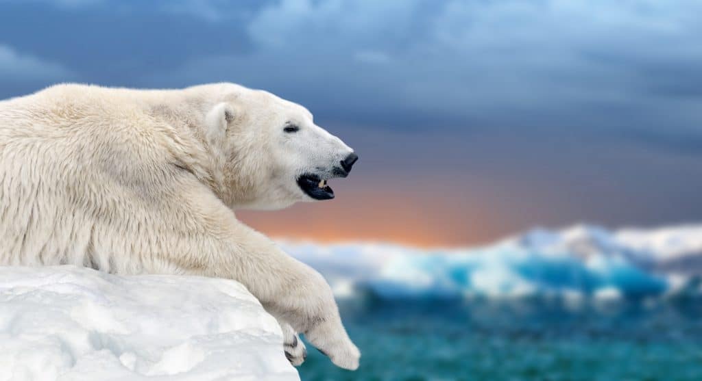 Polar bear on melting ice