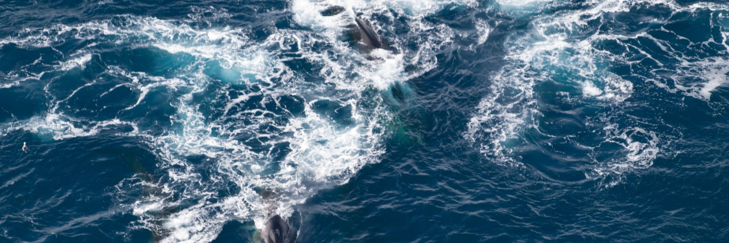 Feeding Fin Whales