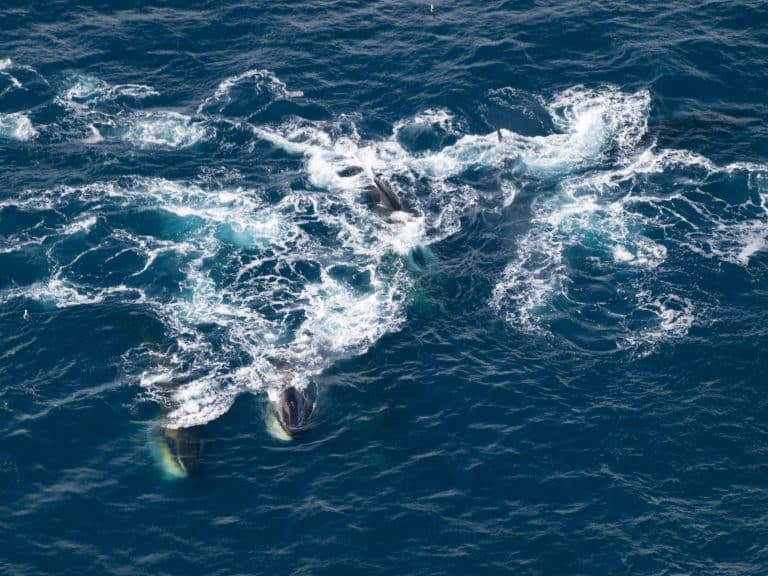 Feeding Fin Whales