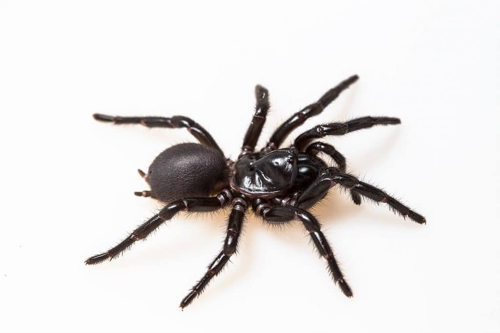 K'gari funnel web spider
