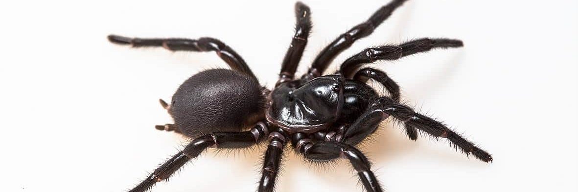 Heart attack treatment using deadly spider venom closer to human trials