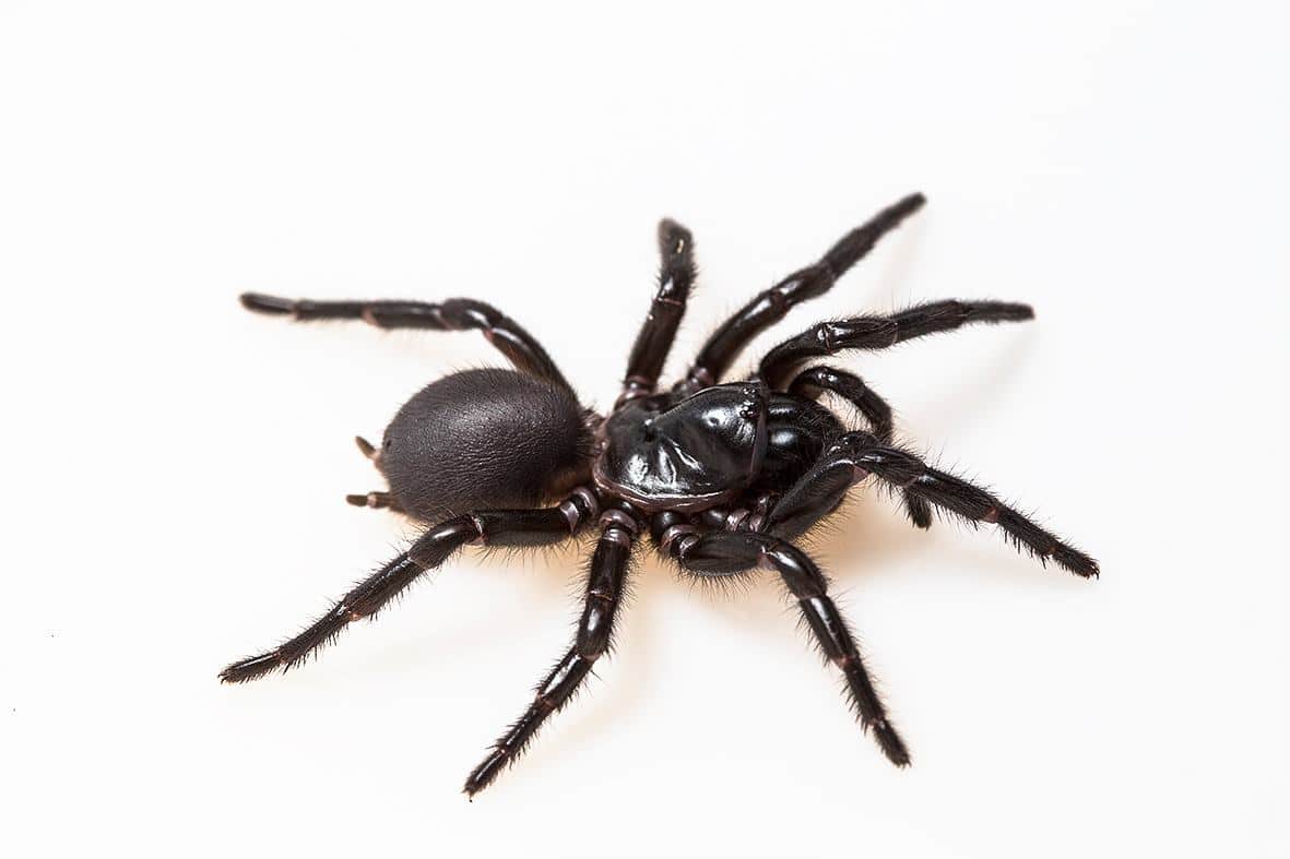 K'gari funnel web spider