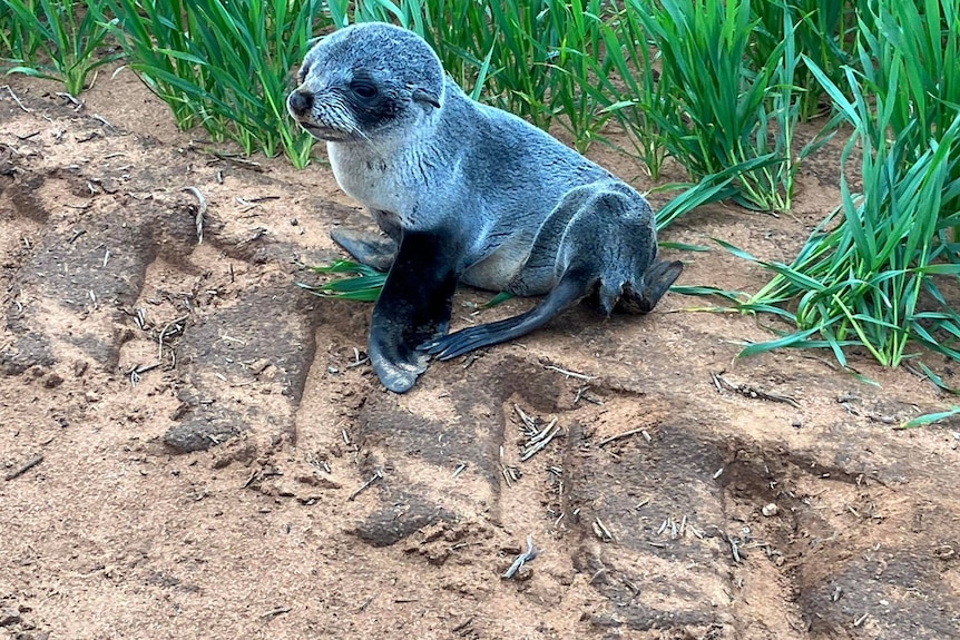 Seal Pup