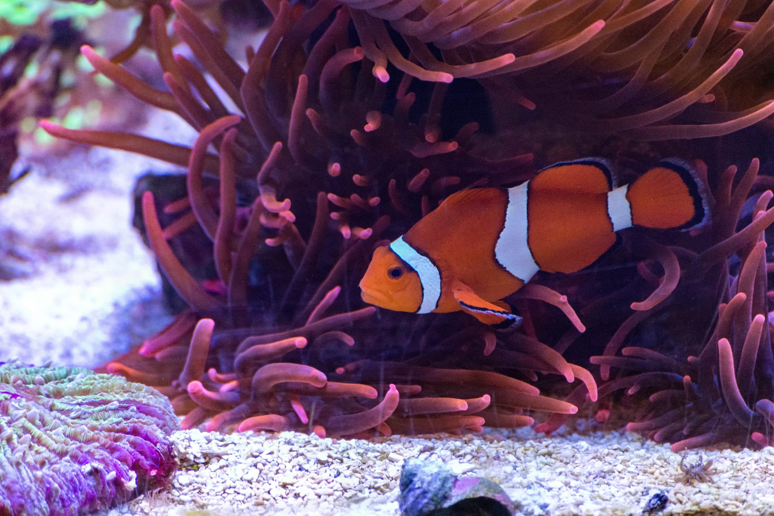 clownfish