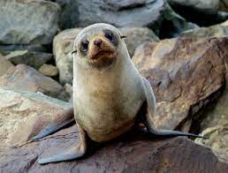 long-nose fur seal