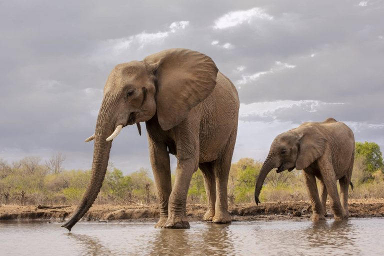 Mother and young elephant
