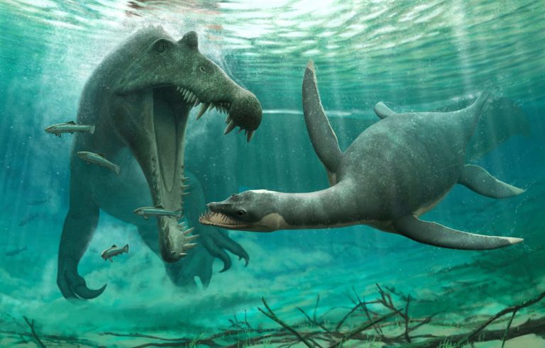 Plesiosaur fossils found