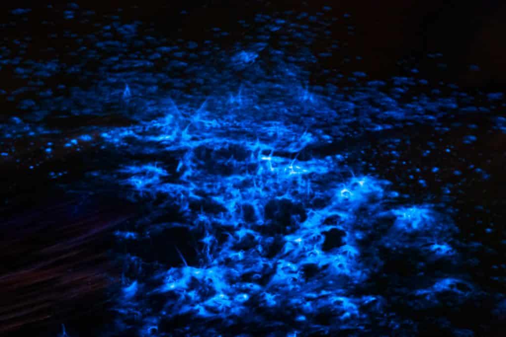 Bioluminescence