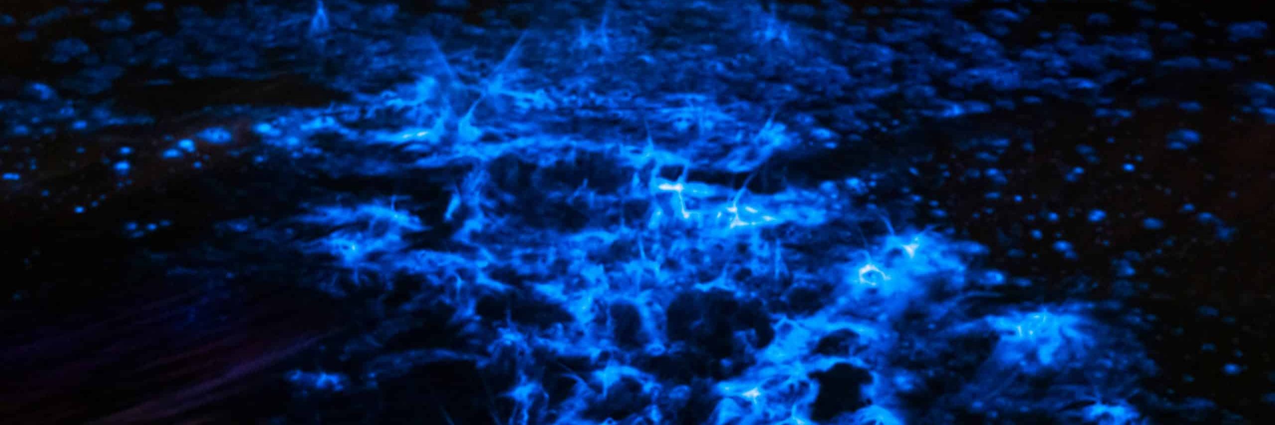 Bioluminescence lights up the Bribie Island passage