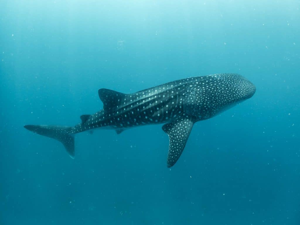 Whale sharks