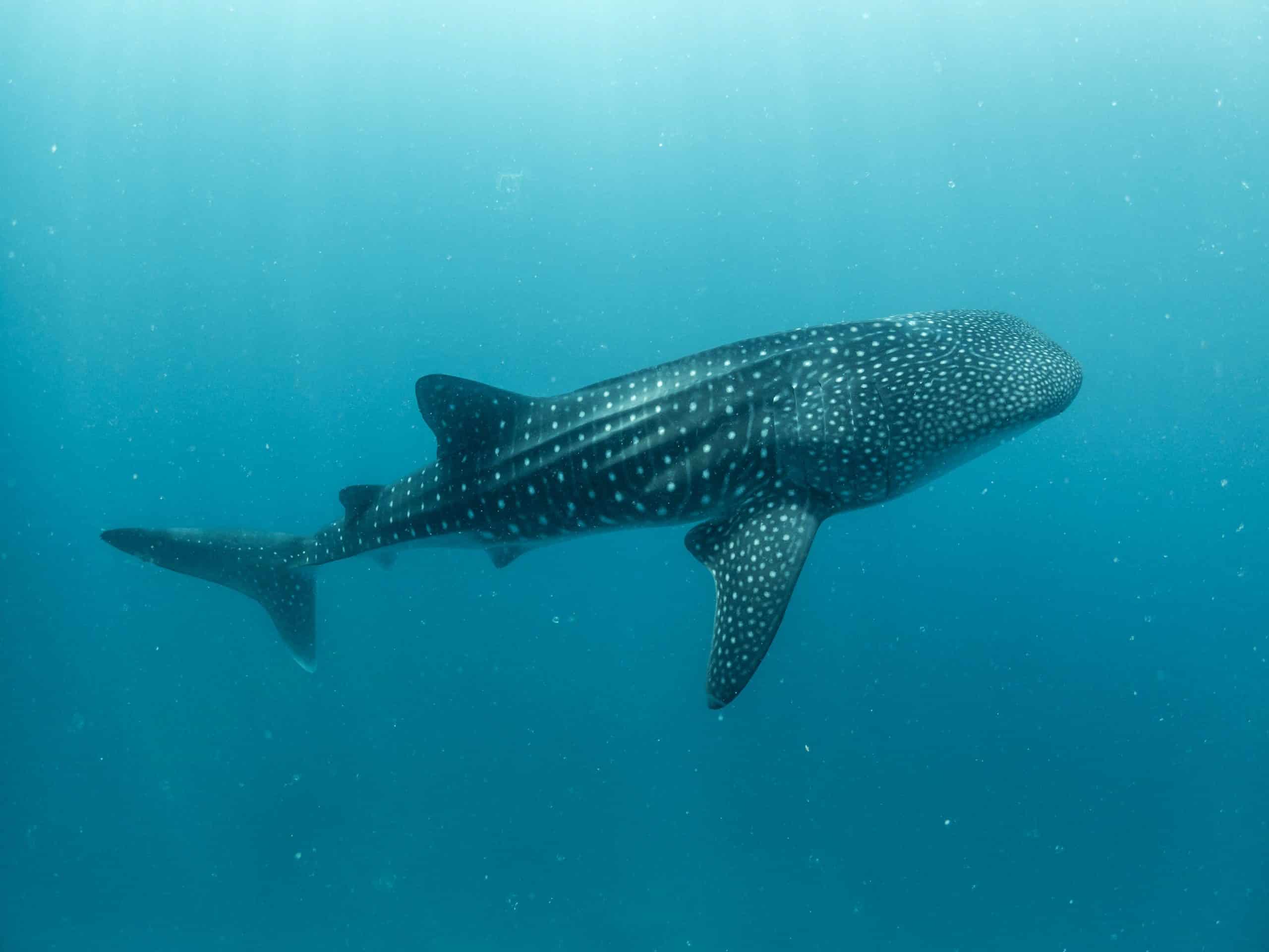 Whale sharks