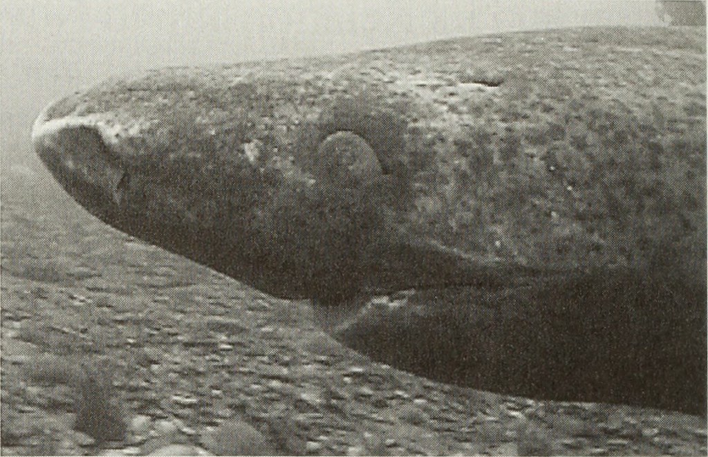 Greenland shark