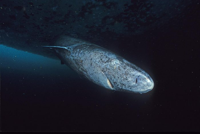 On average they grow about 0.5 to 1cms every year, eventually growing about 6.4m long and weighing up to 1000kgs, feeding mostly on fish but also sometimes on seals. Although the latest discovery in Belize has caught some researchers off guard, others say that the Greenland shark can actually be found all over the world. However when they are found in other parts of the globe, it’s usually at a much deeper level, somewhere around 2100m, something that correlates with where the Greenland shark was observed in Belize. “[Glovers reef] slopes suddenly and the depth goes really deep really fast," Kasana said. "We believe the line dragged from a much shallower depth to the drop-off, which is why we ended up catching this individual,” said Kasana. The shark was not tagged but measured and noted before being let go.