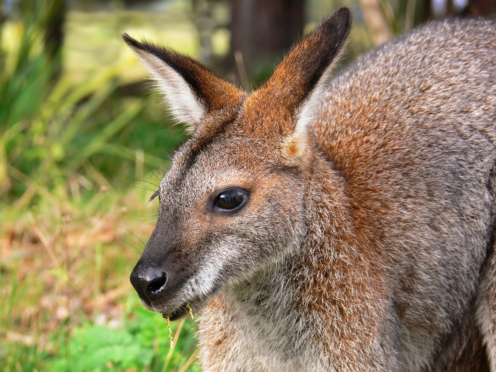 Red-necked wallaby