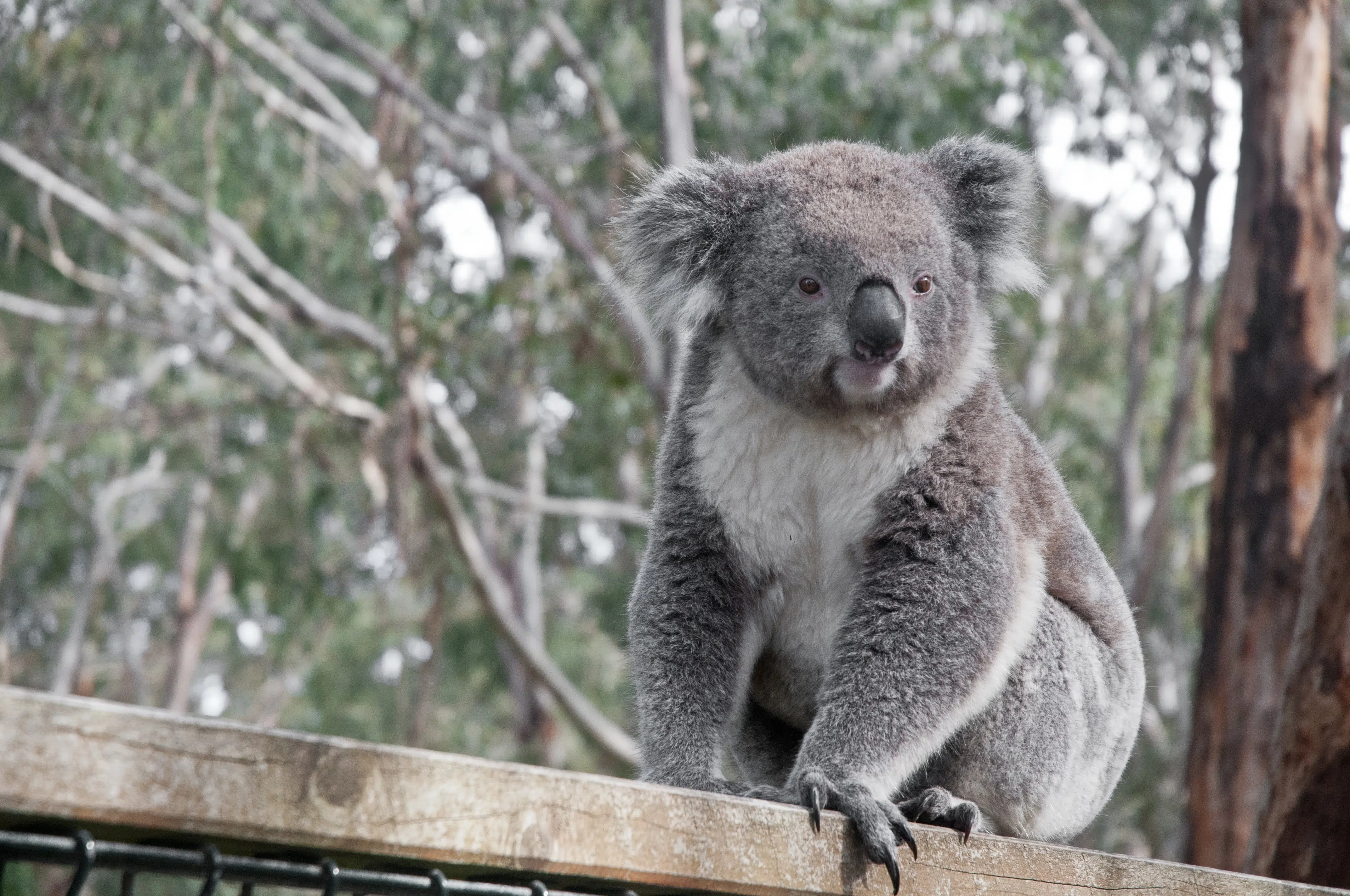 Koala