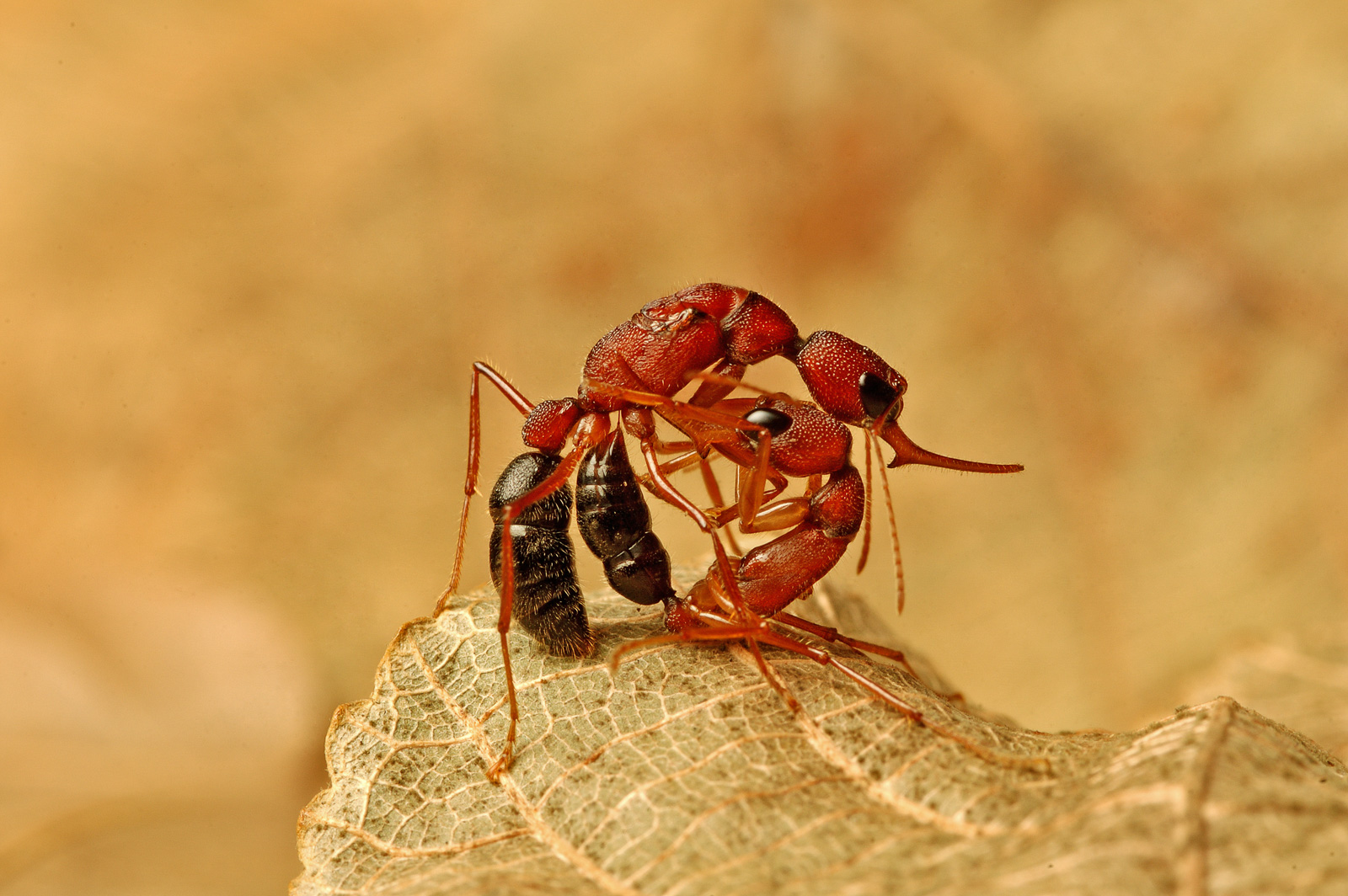 Indian Jumping Ants
