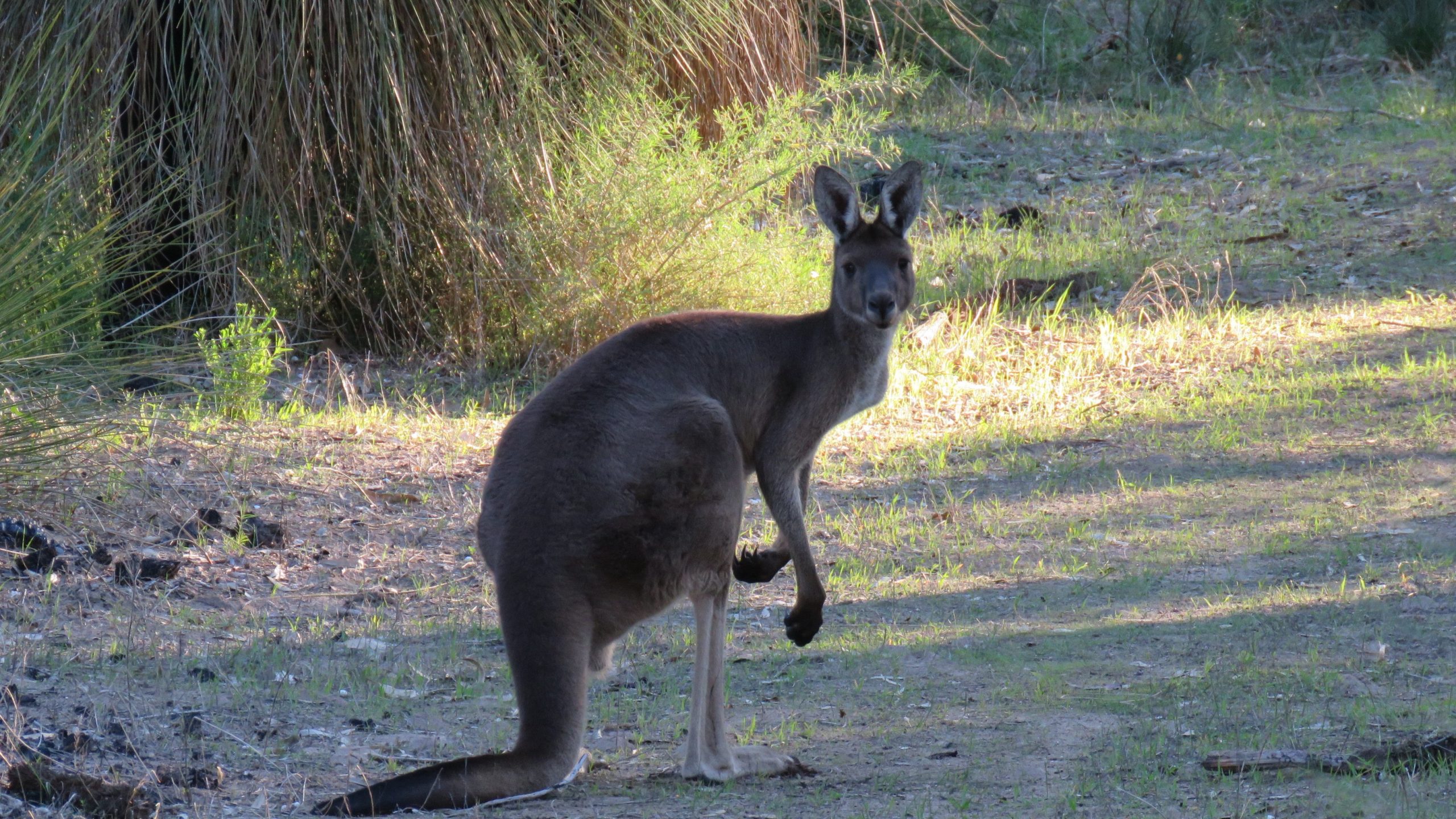 Western grey kangaroo