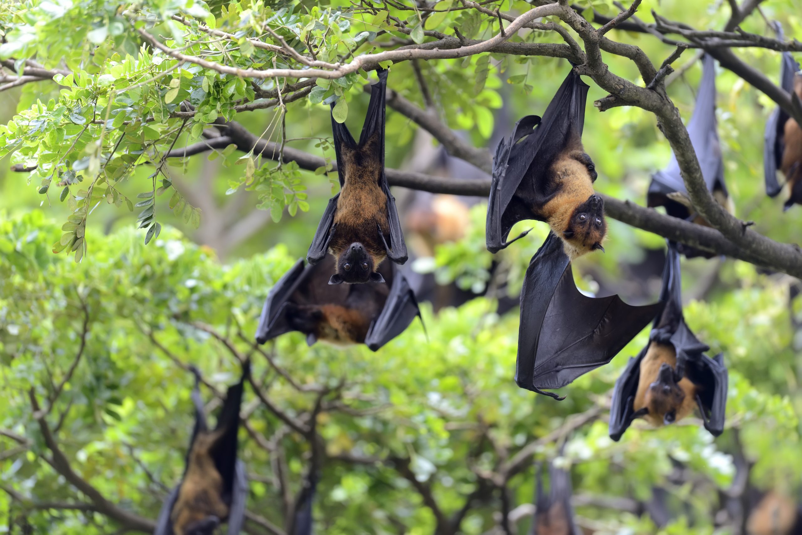Bats
