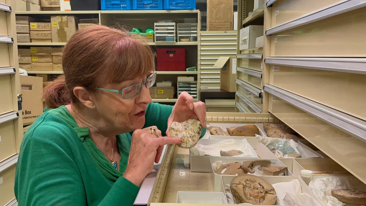 Ancient fossils discovered