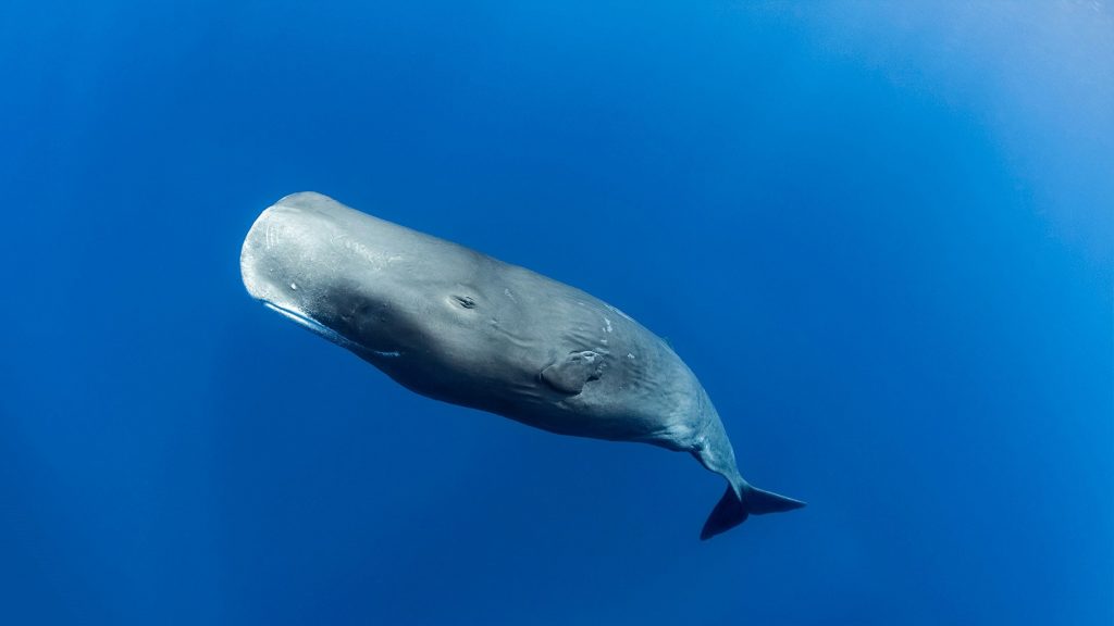 Sperm Whales