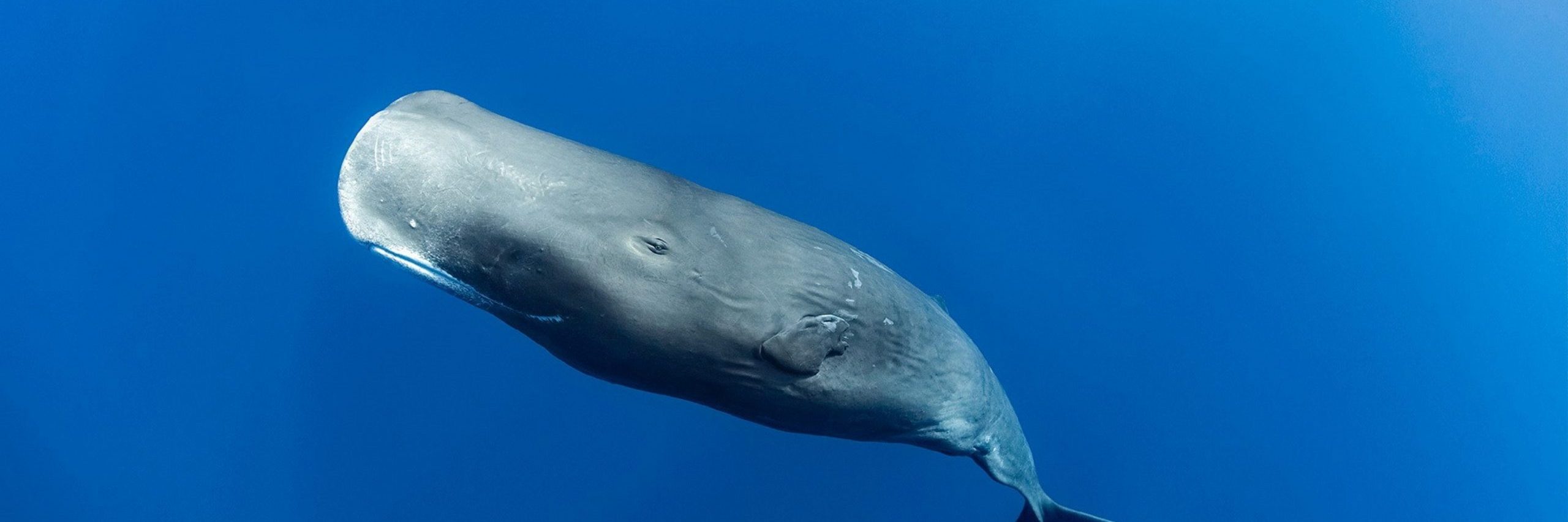 Sperm Whales Use Specific Vocalizations To Communicate And Identify ...