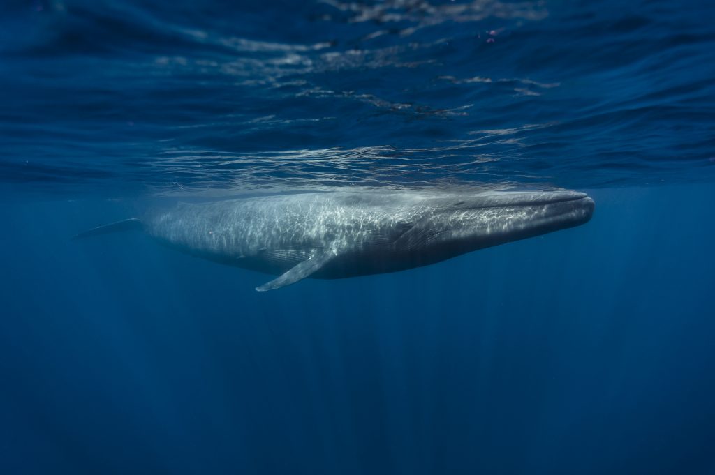 Blue Whale
