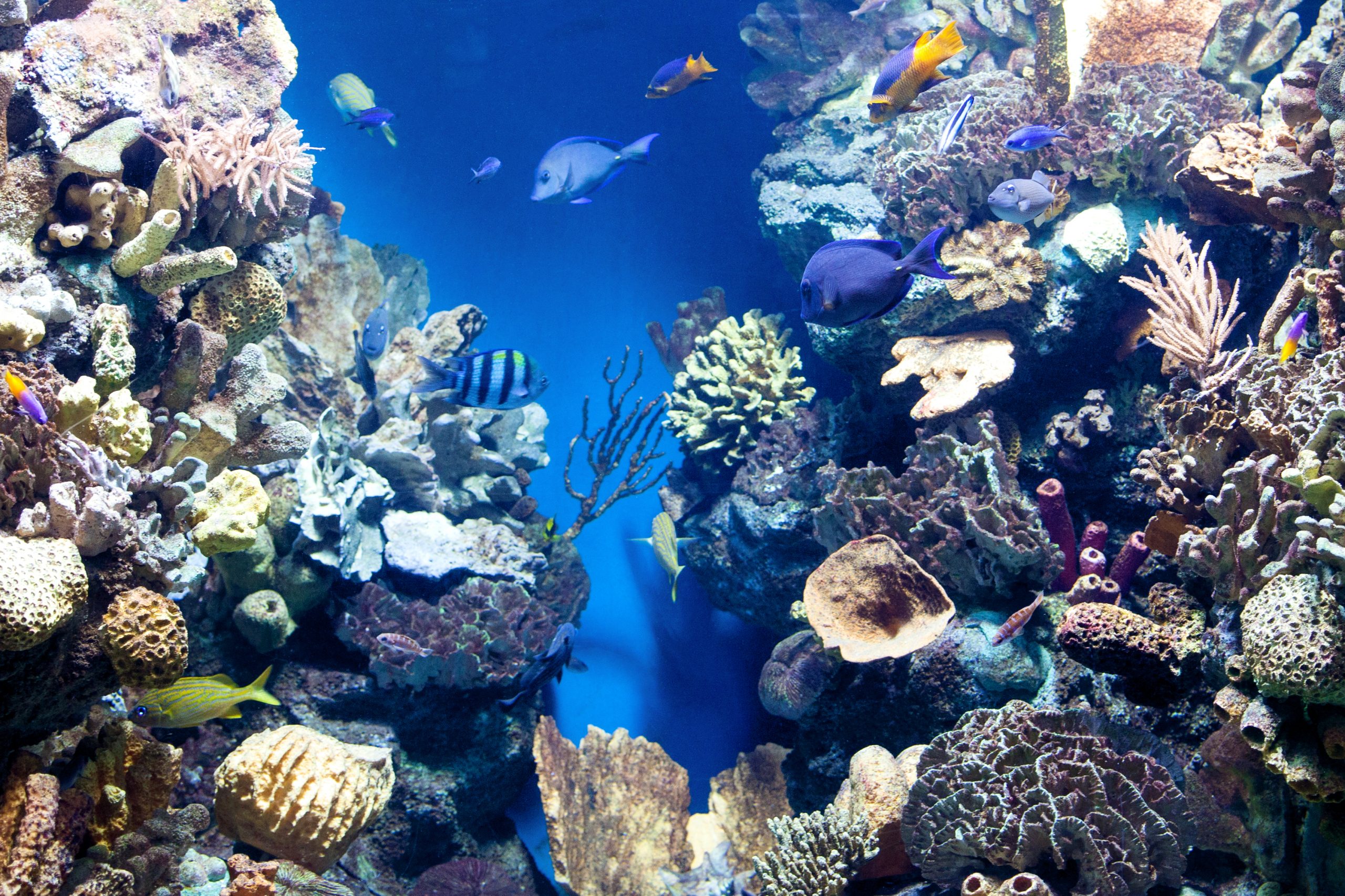 Coral reefs